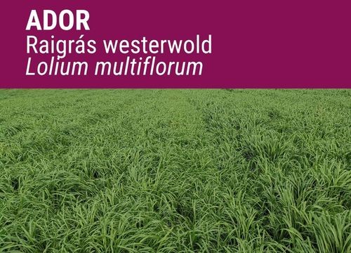 RAIGRÁS WESTERWOLD ADOR