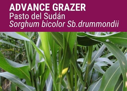 SORGO X PASTO DEL SUDÁN ADVANCE GRAZER
