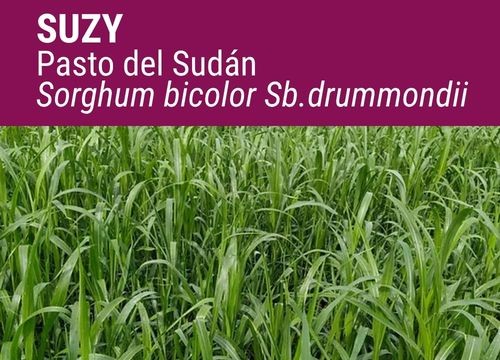 SORGO X PASTO DEL SUDÁN SUZY