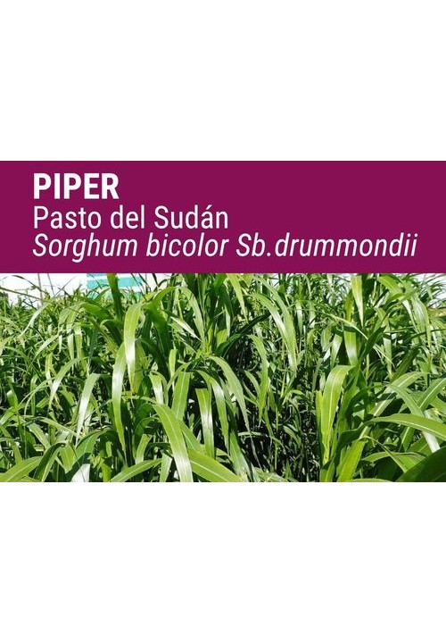 PASTO DEL SUDÁN PIPER