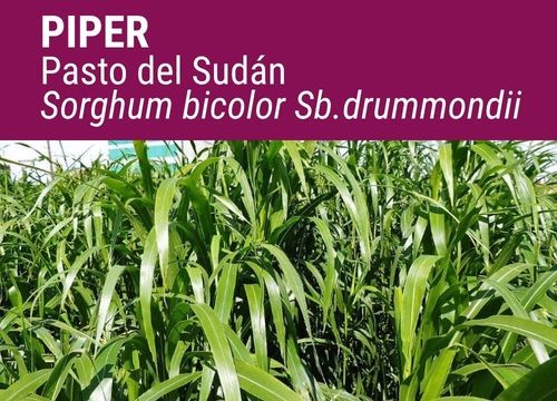 PASTO DEL SUDÁN PIPER