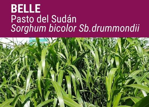 PASTO DEL SUDAN BELLE
