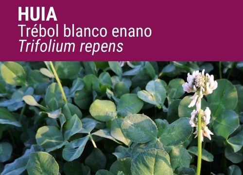 TRÉBOL BLANCO ENANO HUIA