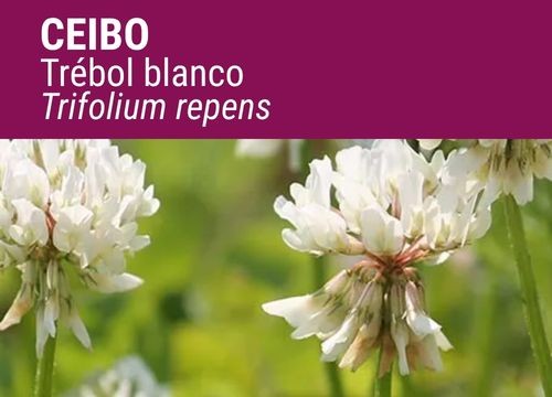 TRÉBOL BLANCO LADINO CEIBO