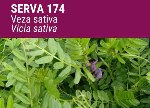 VEZA SATIVA SERVA-174