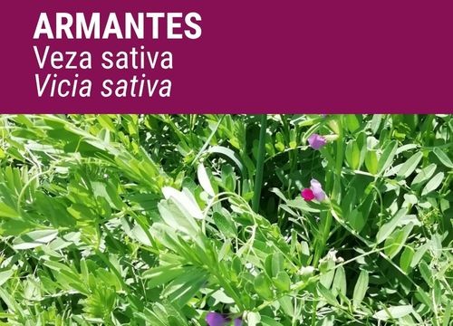 Veza sativa Armantes