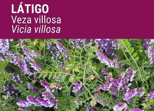 VEZA VILLOSA LÁTIGO