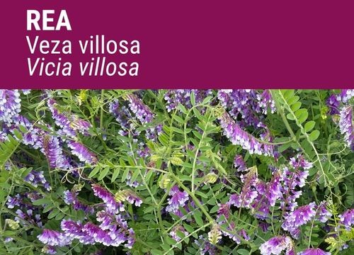 VEZA VILLOSA REA