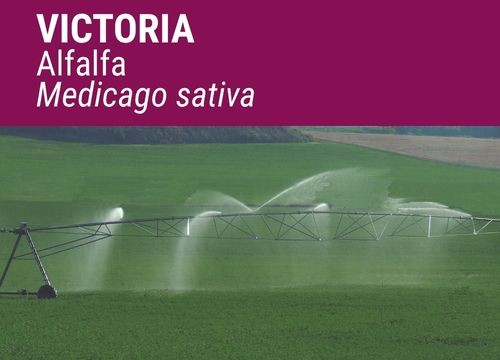 ALFALFA VICTORIA