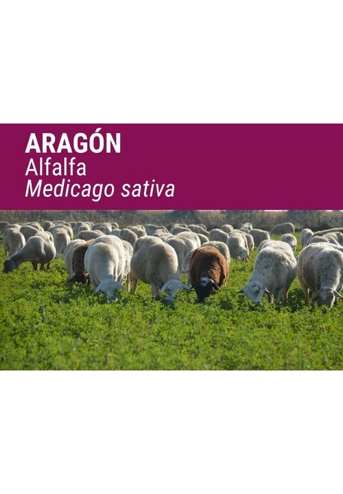 ALFALFA ARAGÓN
