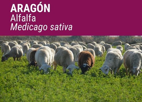 ALFALFA ARAGÓN