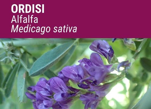 ALFALFA ORDISI