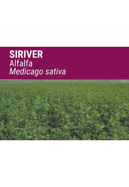 ALFALFA SIRIVER