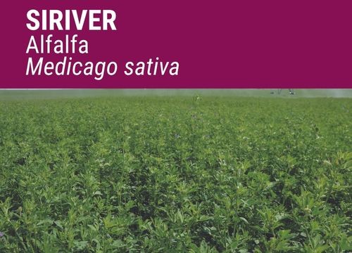 ALFALFA SIRIVER