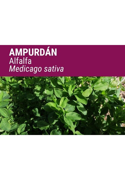 ALFALFA AMPURDÁN