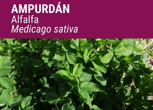 ALFALFA AMPURDÁN
