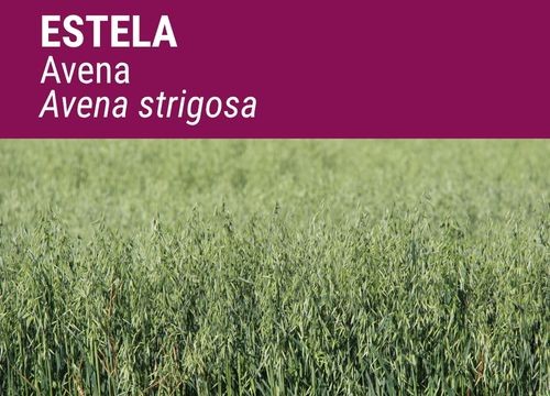 Avena strigosa Estela