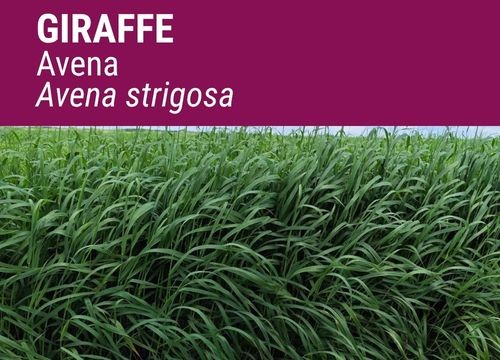 Avena strigosa Giraffe