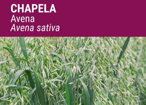 AVENA SATIVA CHAPELA