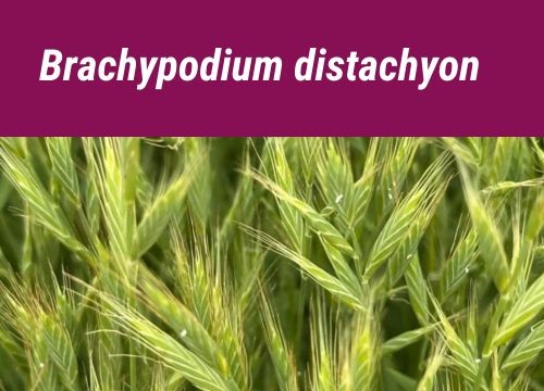 BRACHYPODIUM DISTACHYON