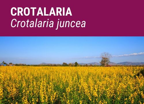 CROTALARIA JUNCEA