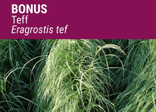 ERAGROSTIS TEFF FORRAJERO BONUS