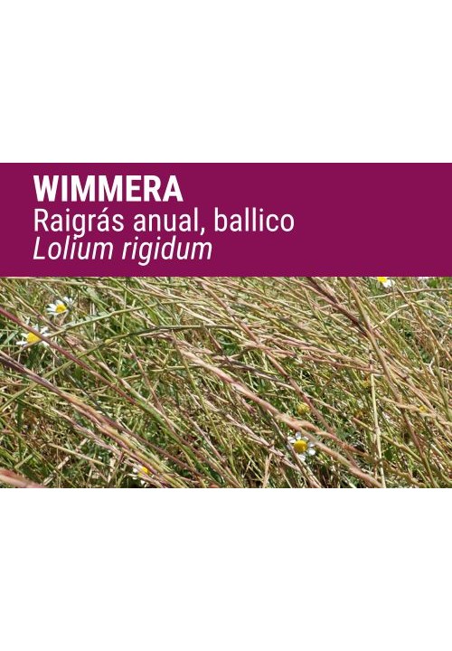 LOLIUM RIGIDUM (BALLICO)
