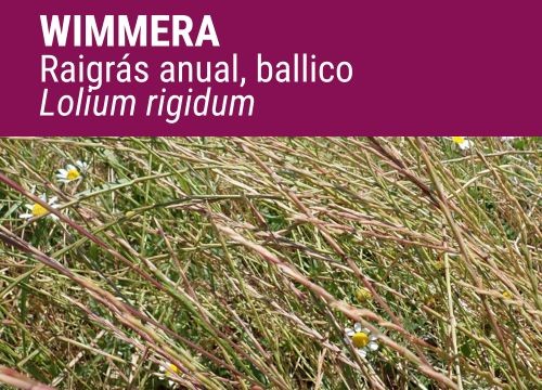 LOLIUM RIGIDUM (BALLICO)