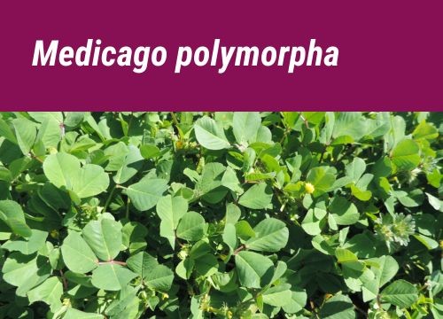 MEDICAGO POLYMORPHA
