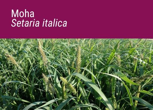 SETARIA ITALICA MOHA