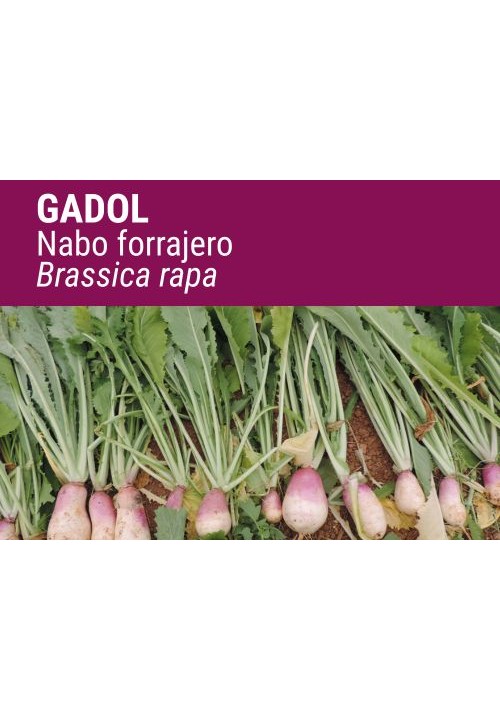 NABO GADOL