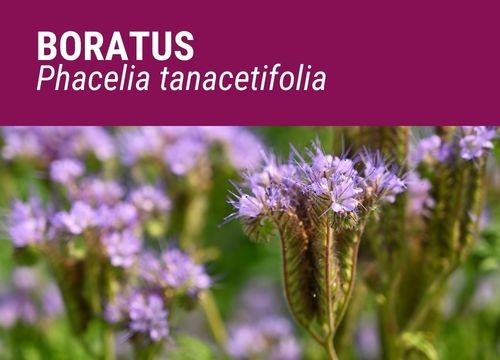 Phacelia Boratus