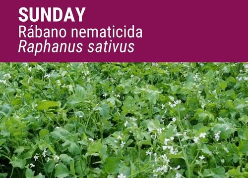Rábano nematicida Sunday