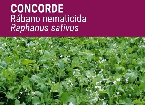 Rábano nematicida Concorde