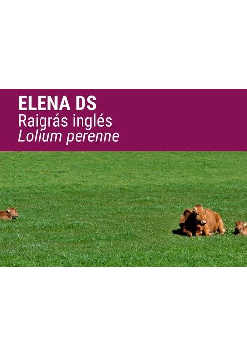 ENGLISH RAY GRASS ELENA DS