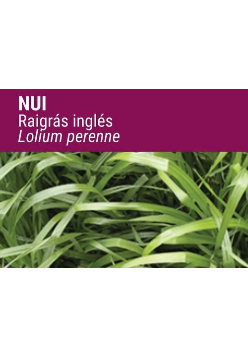 RAIGRÁS INGLÉS NUI