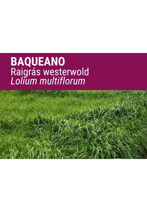 RAYGRÁS BAQUEANO