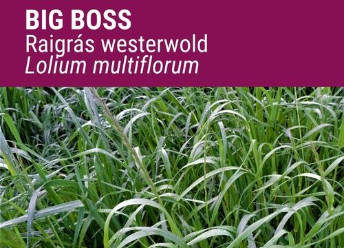 RAIGRÁS WESTERWOLD BIGBOSS