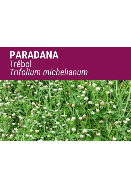 TRÉBOL MICHELIANUM PARADANA