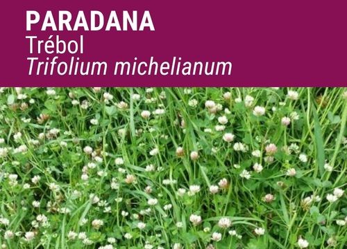 TRÉBOL MICHELIANUM PARADANA