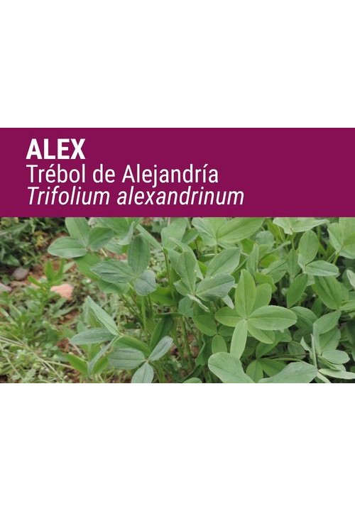 TRÉBOL DE ALEJANDRÍA ALEX