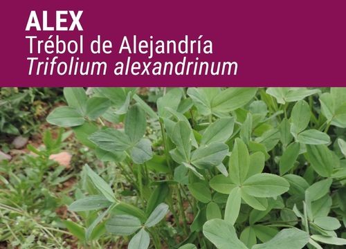 TRÉBOL DE ALEJANDRÍA ALEX
