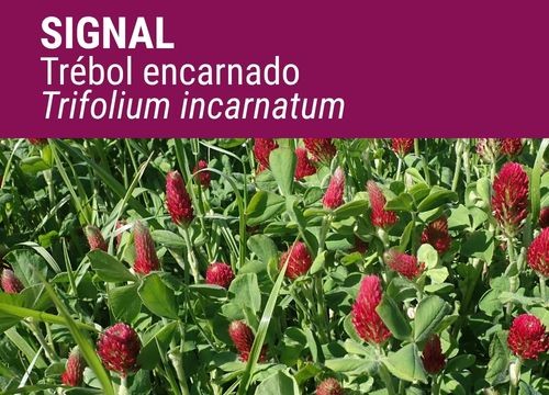 TRÉBOL ENCARNADO SIGNAL