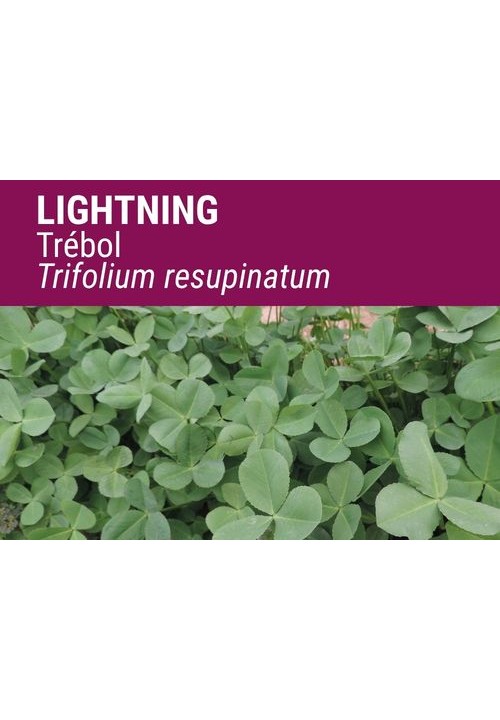 TRÉBOL RESUPINATUM LIGHTNING