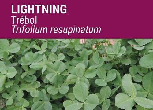 TRÉBOL RESUPINATUM LIGHTNING