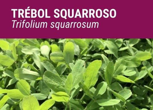 Trébol squarroso