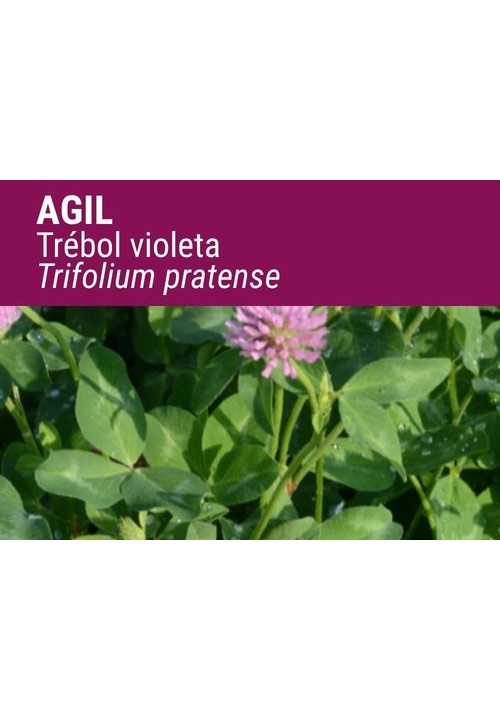 TRÉBOL VIOLETA AGIL