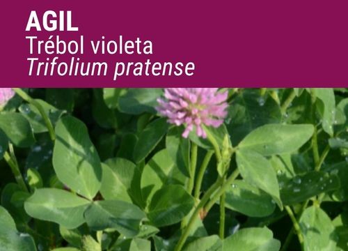 TRÉBOL VIOLETA AGIL