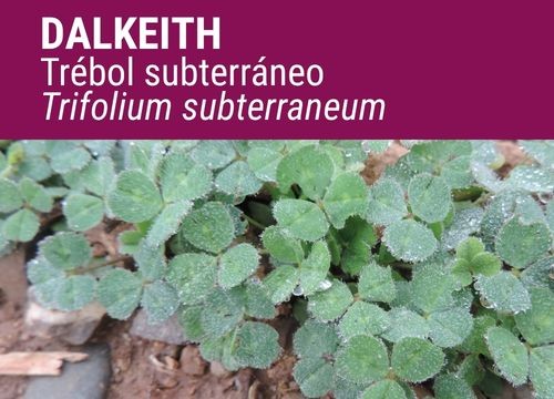 TRÉBOL SUBTERRÁNEO DALKEITH