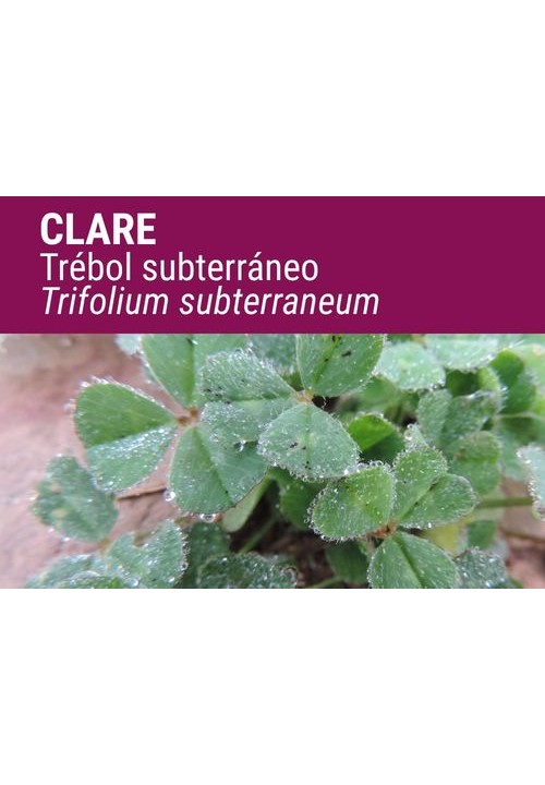 TRÉBOL SUBTERRÁNEO CLARE